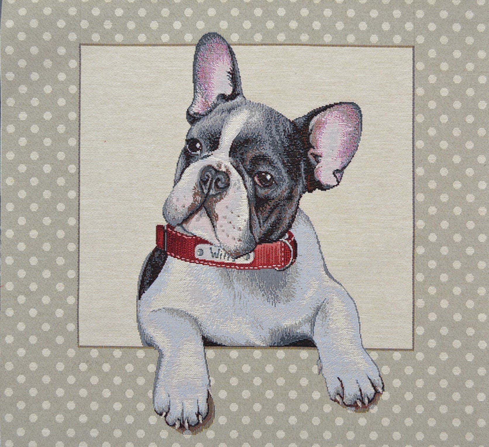 Carré - Bouledogue français cadre