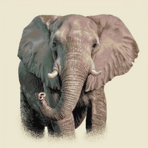 Carré - Éléphant