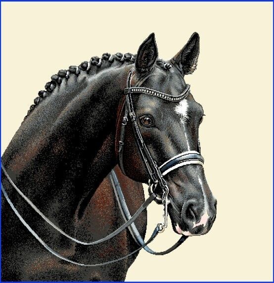 Carré - Cheval robe noire