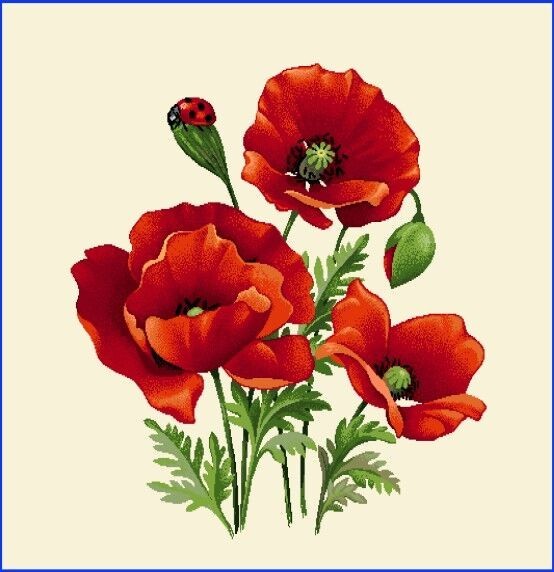 Carré - Coquelicots et coccinelle