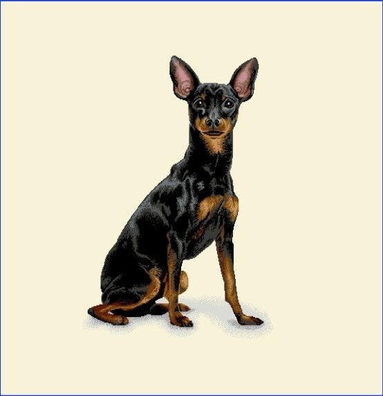Carré - Pinscher