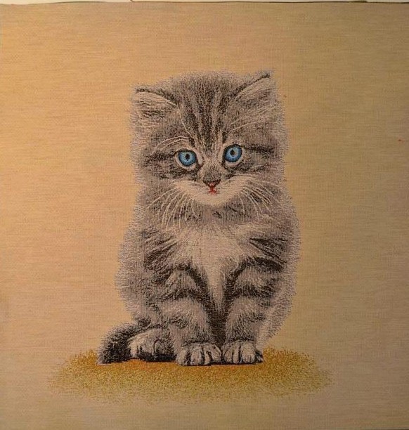 Carré - Chaton aux yeux bleus