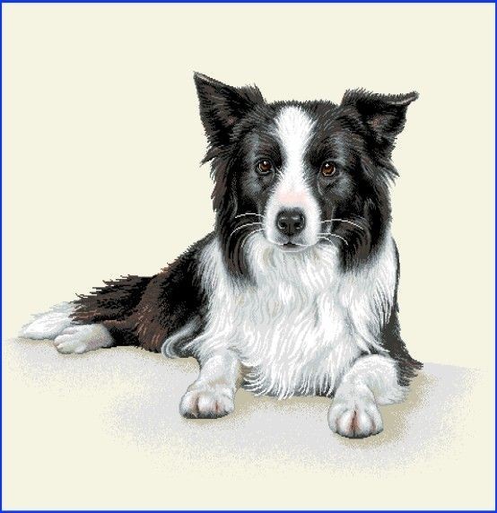 Carré - Border collie