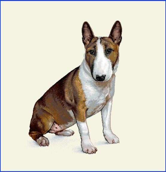 Carré - Bull terrier