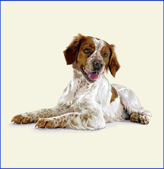 Carré - Épagneul breton