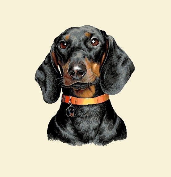 Carré - Teckel noir