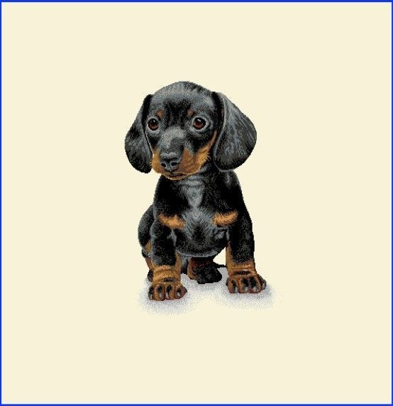 Carré - Chiot teckel noir