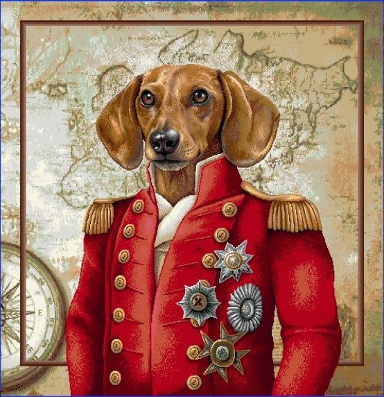 Carré - Sire teckel