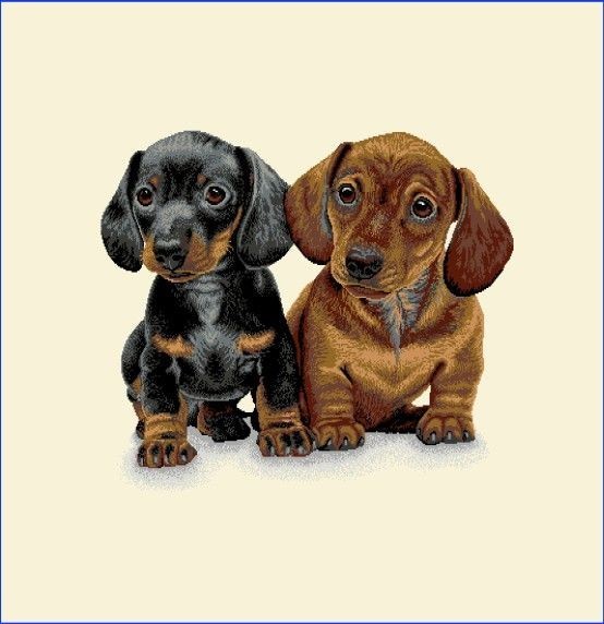 Carré - Les bébés teckel