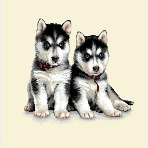 Carré - Les bebes husky