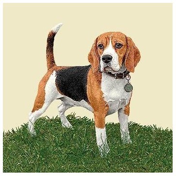 Carré - Beagle