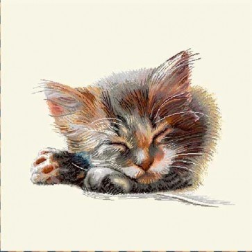 Carré - Bébé chat