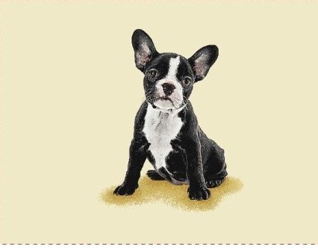 Carré - Bouledogue français