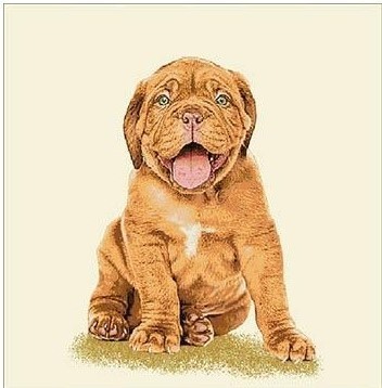 Carré - Bébé dogue de bordeaux