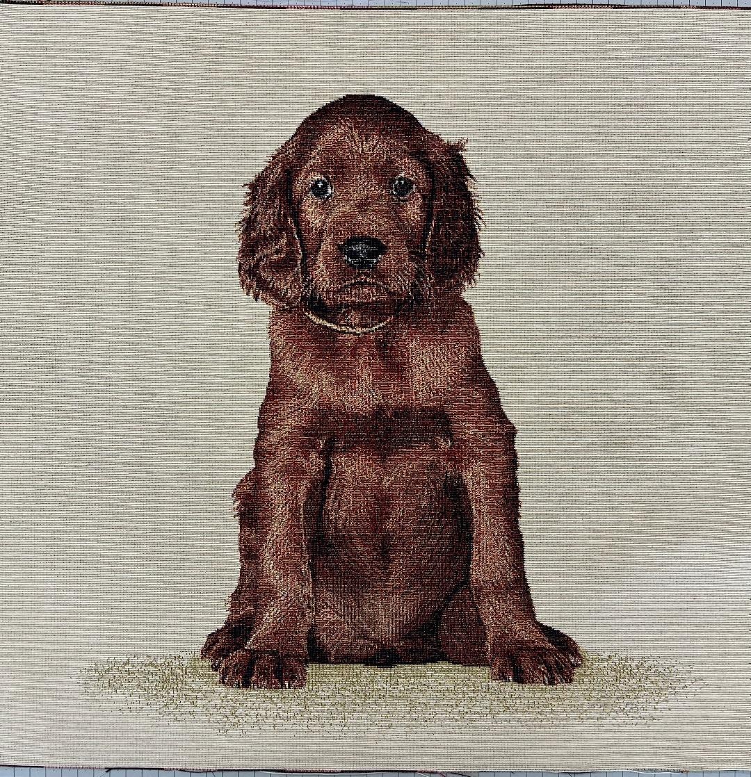 Carré - Bebe setter