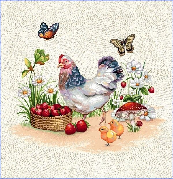 Carré -Poule jardin