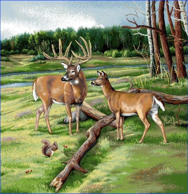 Carré -Cerf et biche