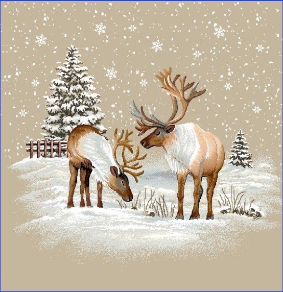 Carré -Cerf dans la neige