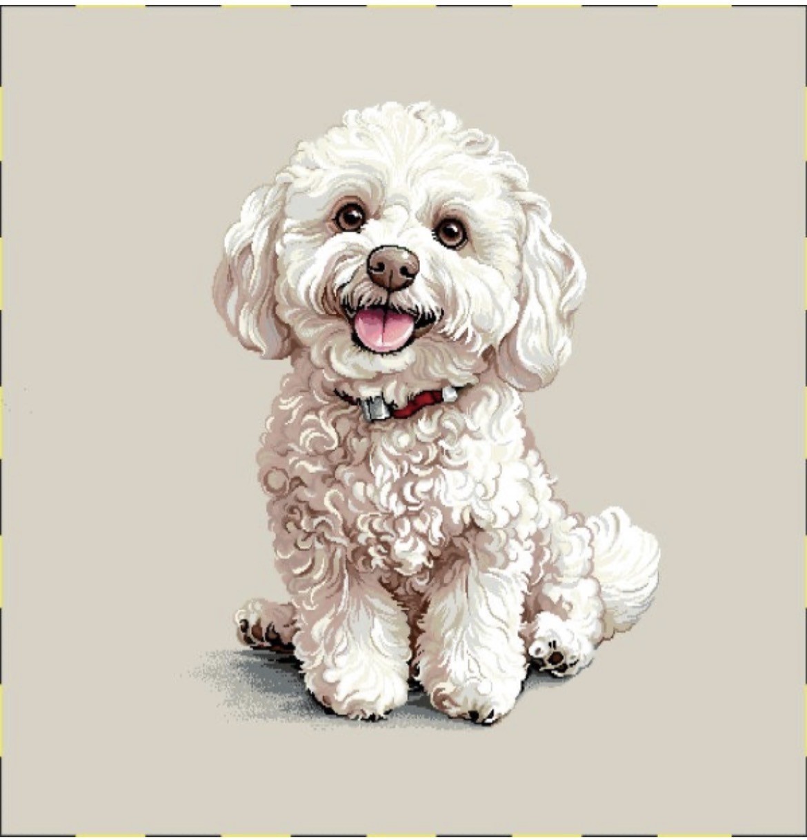 Carre- Bichon frisé