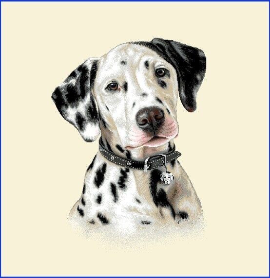 Carré - Jeune dalmatien