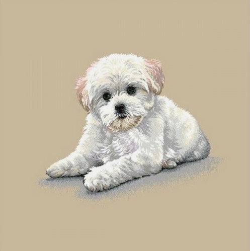Carré - Bichon