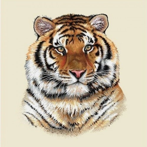 Carré - Tigre