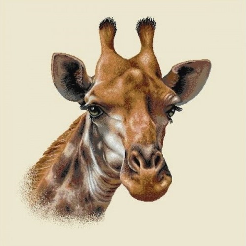 Carré - Girafe