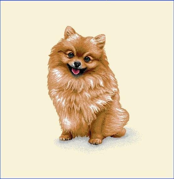 Carré - Spitz