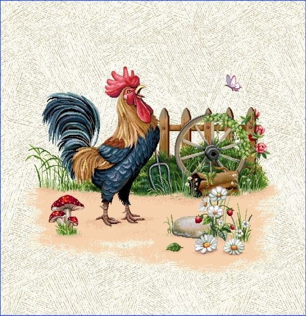 Carré -Coq jardin